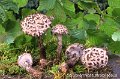 Strobilomyces strobilaceus-amf336